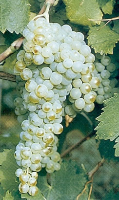 malvasia bianca lunga